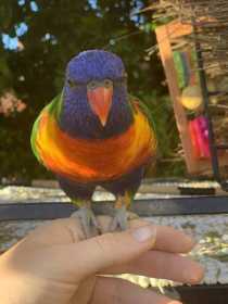 Lost Lory / Lorikeet