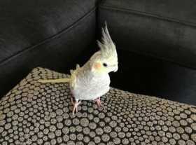 Lost Cockatiel