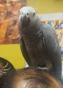 Lost African Grey