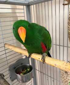 Lost Eclectus