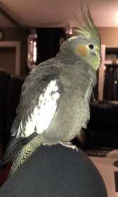 Lost Cockatiel