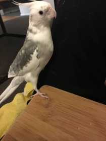 Lost Cockatiel