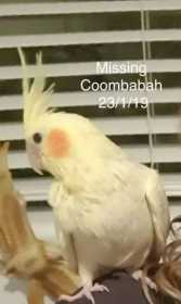 Lost Cockatiel