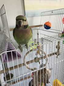 Lost Mustached / Moustached Parakeet