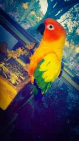 Lost Conure