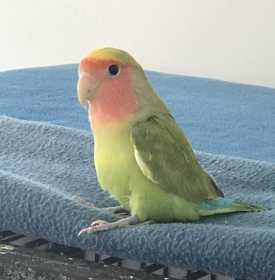 Lost Lovebird