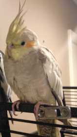 Lost Cockatiel