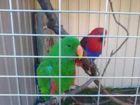 Lost Eclectus