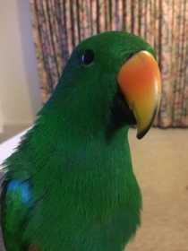 Lost Eclectus