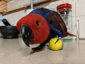 Lost Eclectus