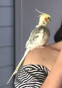 Lost Cockatiel
