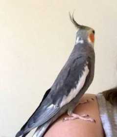 Lost Cockatiel