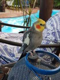 Lost Cockatiel