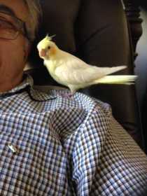 Lost Cockatiel