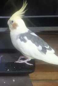 Lost Cockatiel