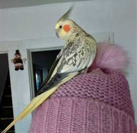 Lost Cockatiel