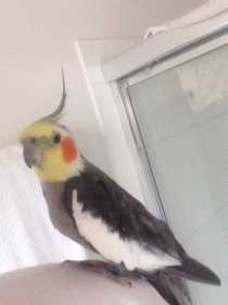 Lost Cockatiel