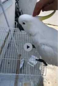 Lost Cockatoo