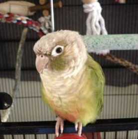 Lost Conure