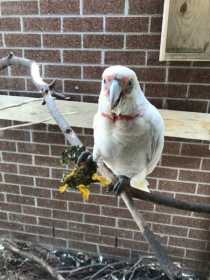 Lost Corella Cockatoo