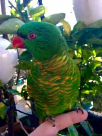 Lost Lory / Lorikeet