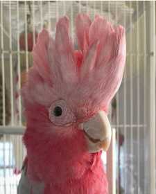 Lost Galah Cockatoo