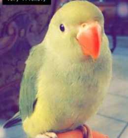 Lost Australian Ringneck Parakeet