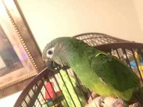 Lost Conure