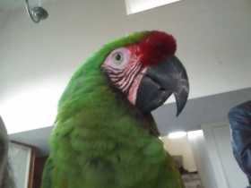 Lost Macaw