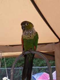 Lost Conure