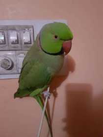 Lost Indian Ringneck Parakeet