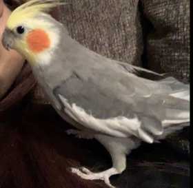 Lost Cockatiel