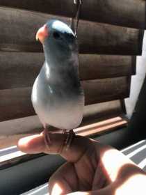 Lost Parrotlet