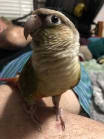 Lost Conure