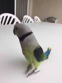 Lost Malabar Parakeet