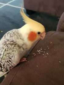 Lost Cockatiel