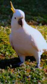 Lost Cockatoo