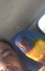 Lost Lory / Lorikeet