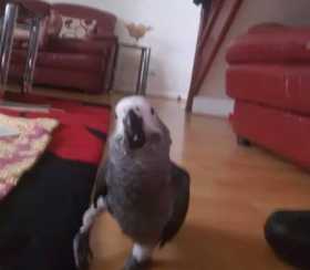 Lost African Grey