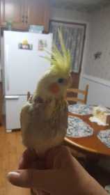 Lost Cockatiel