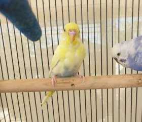Lost Budgerigar