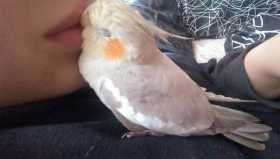 Lost Cockatiel