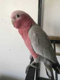 Lost Galah Cockatoo