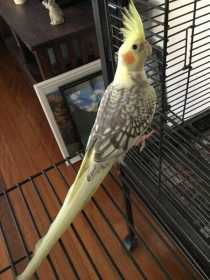 Lost Cockatiel