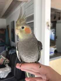 Lost Cockatiel