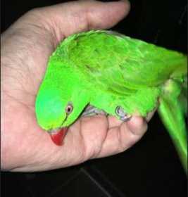 Lost Lory / Lorikeet