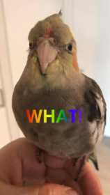 Lost Cockatiel