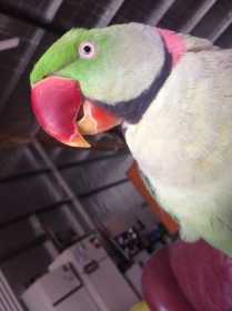 Lost Alexandrine