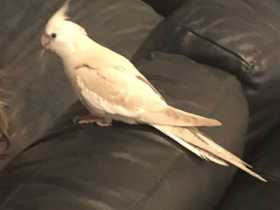 Lost Cockatiel