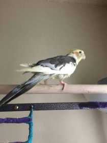 Lost Cockatiel